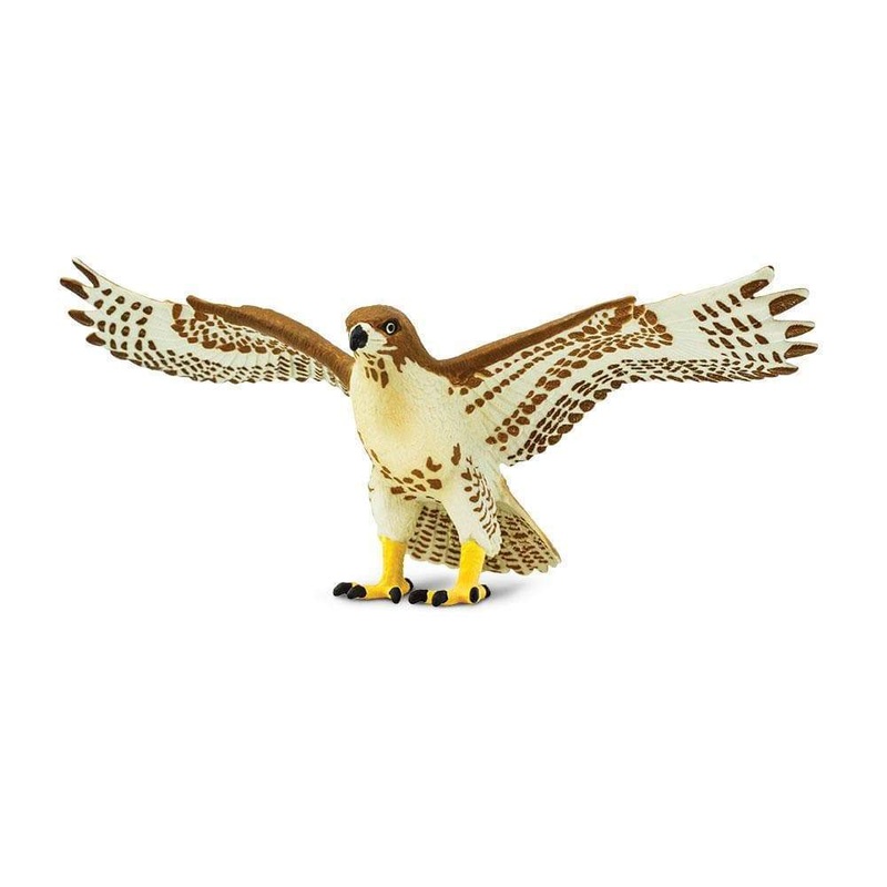 Red-tailed Hawk by Safari