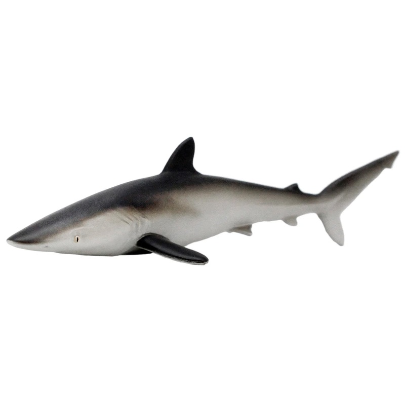 Silky Shark by Safari
